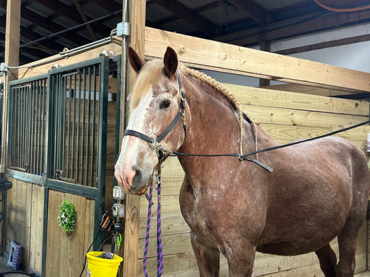 Halter Fit for Draft Horses: How and Why It's Important