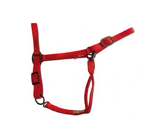 Draft Horse Adjustable Nylon Halter in Orange