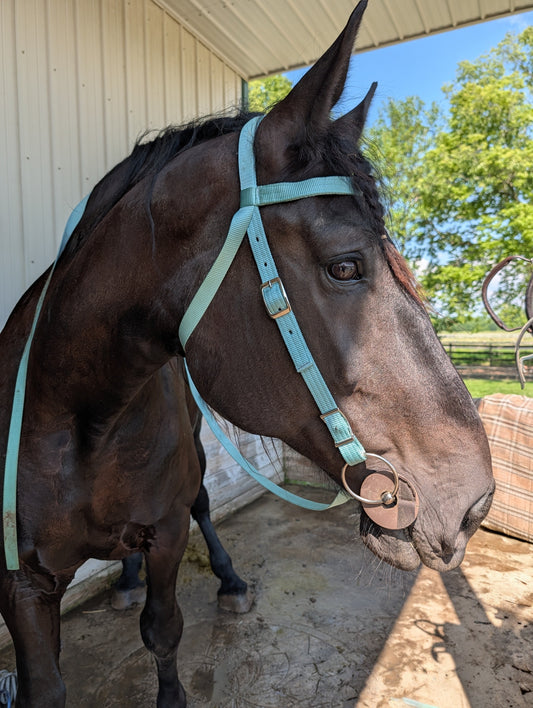 Draft Horse Trail Bridle with Conway Buckles