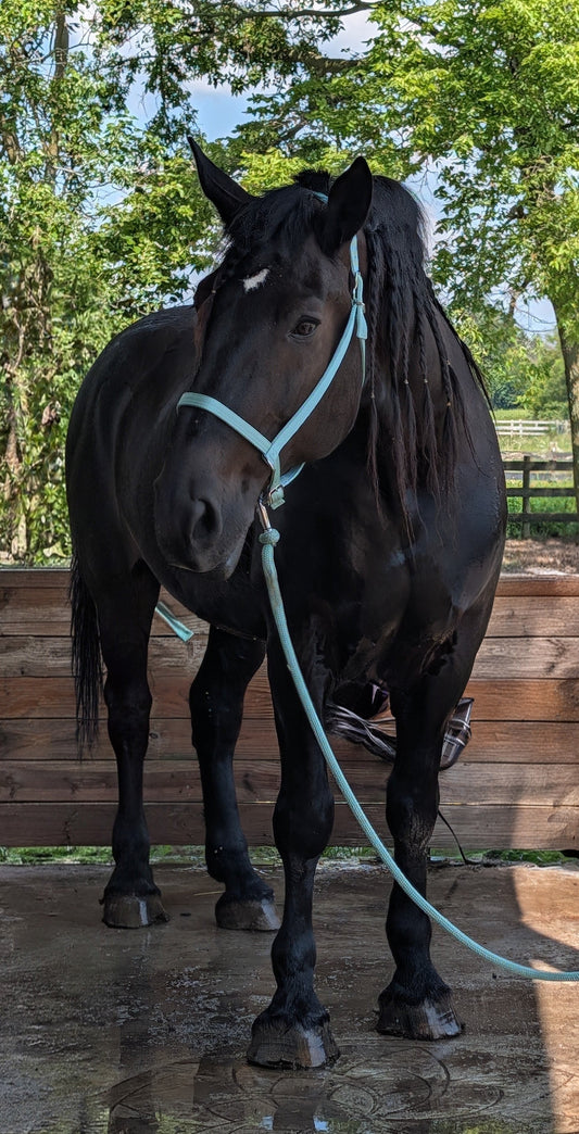 Parker Draft Horse Halter