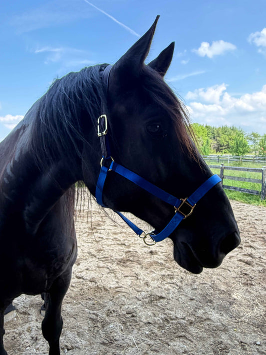 Draft Horse Safety Halter - Your Essential Breakaway Solution