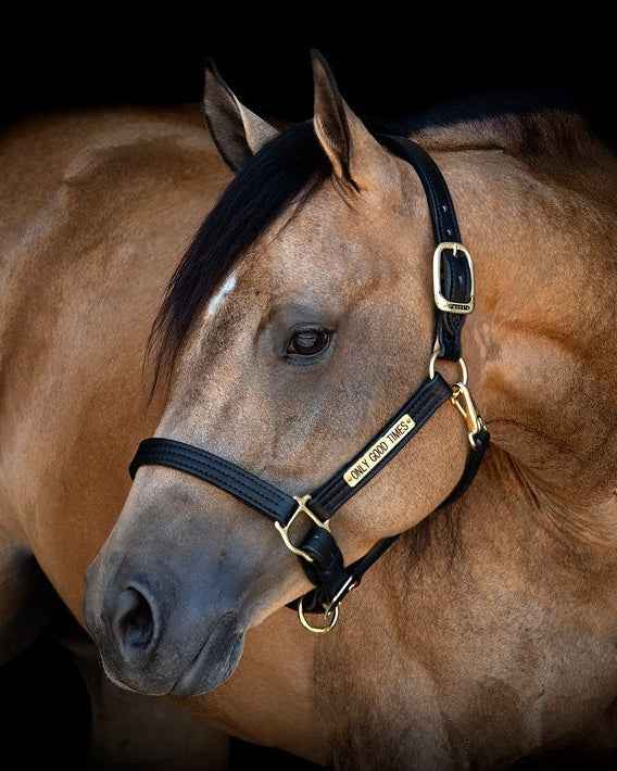 Leather Draft Turnout Halter with Engraved Nameplate