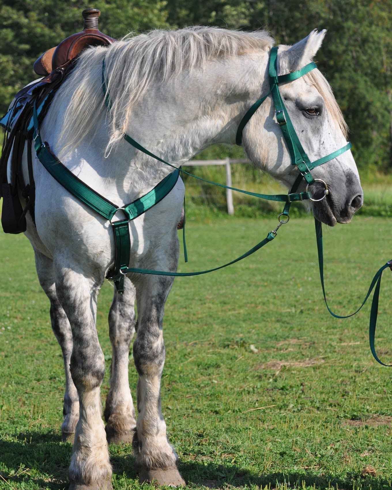 Bridle with conway buckles and reins