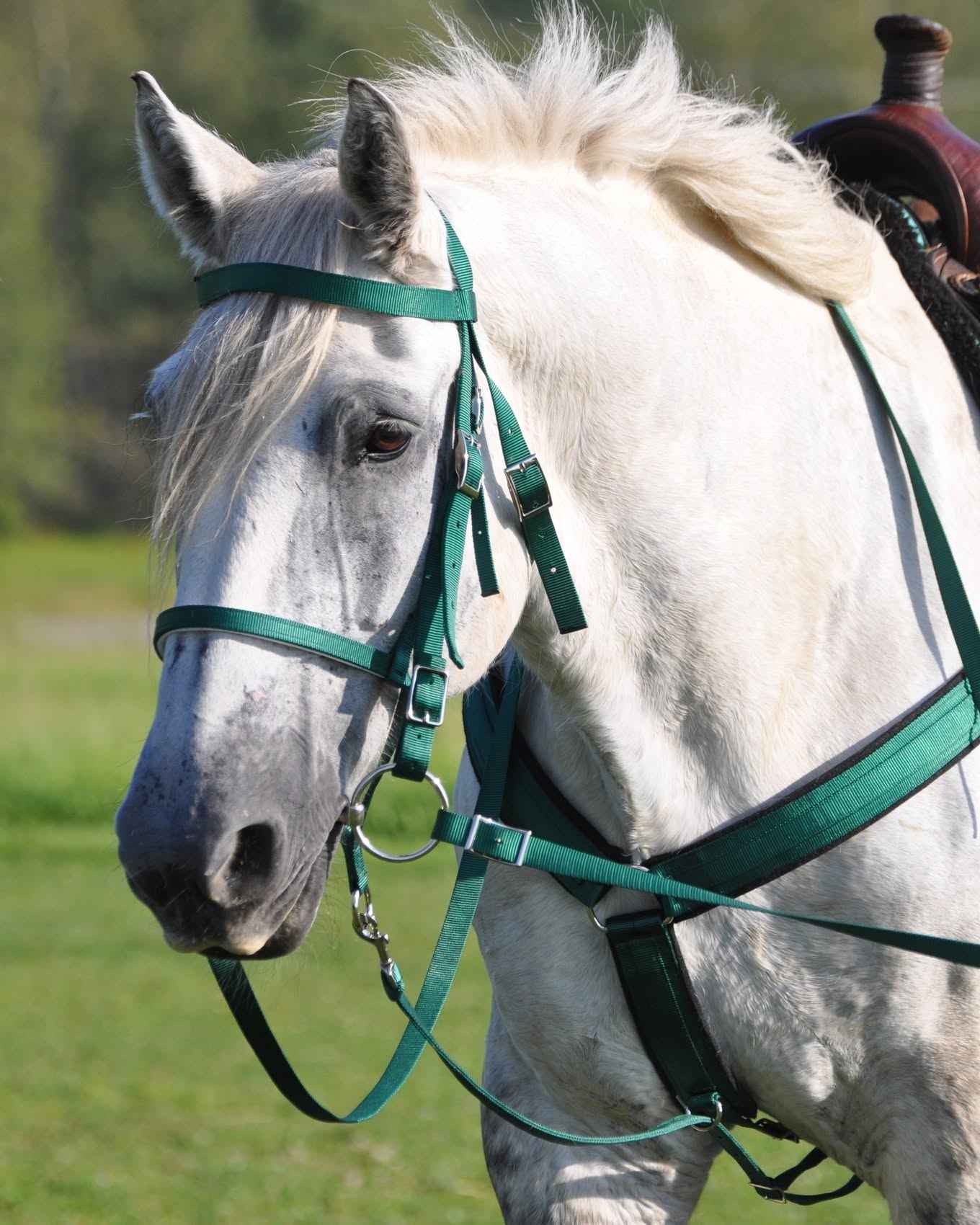 Bridle with conway buckles and reins