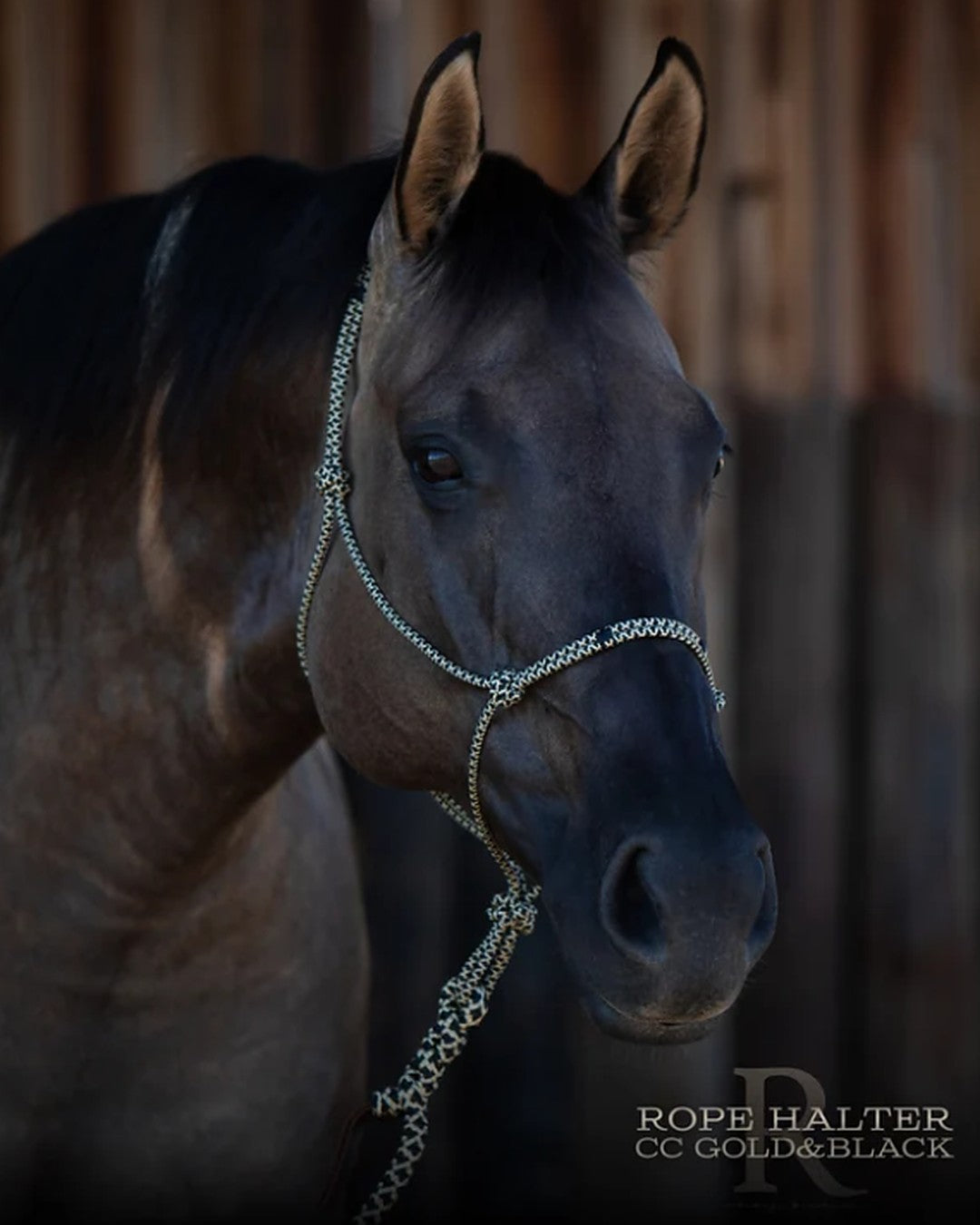 Gold and Black rope halter by HayChix, shown on a grulla horse