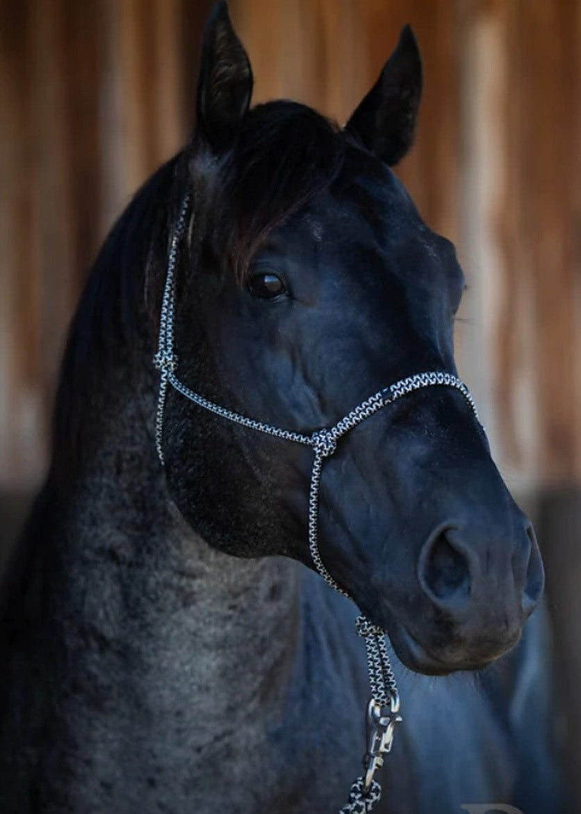 Silver and Black rope halter by HayChix, shown on a blue roan horse