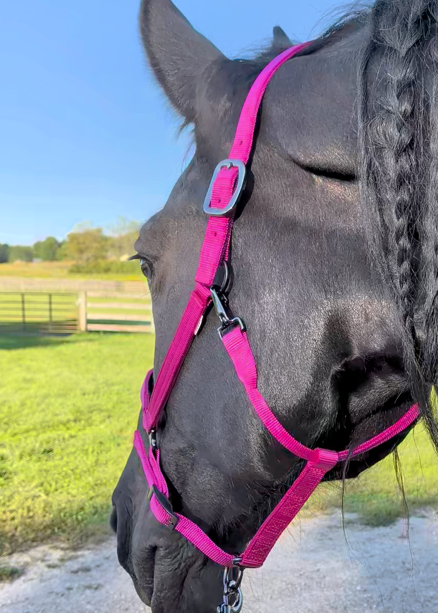 Draft Horse Adjustable Nylon Halter in Raspberry